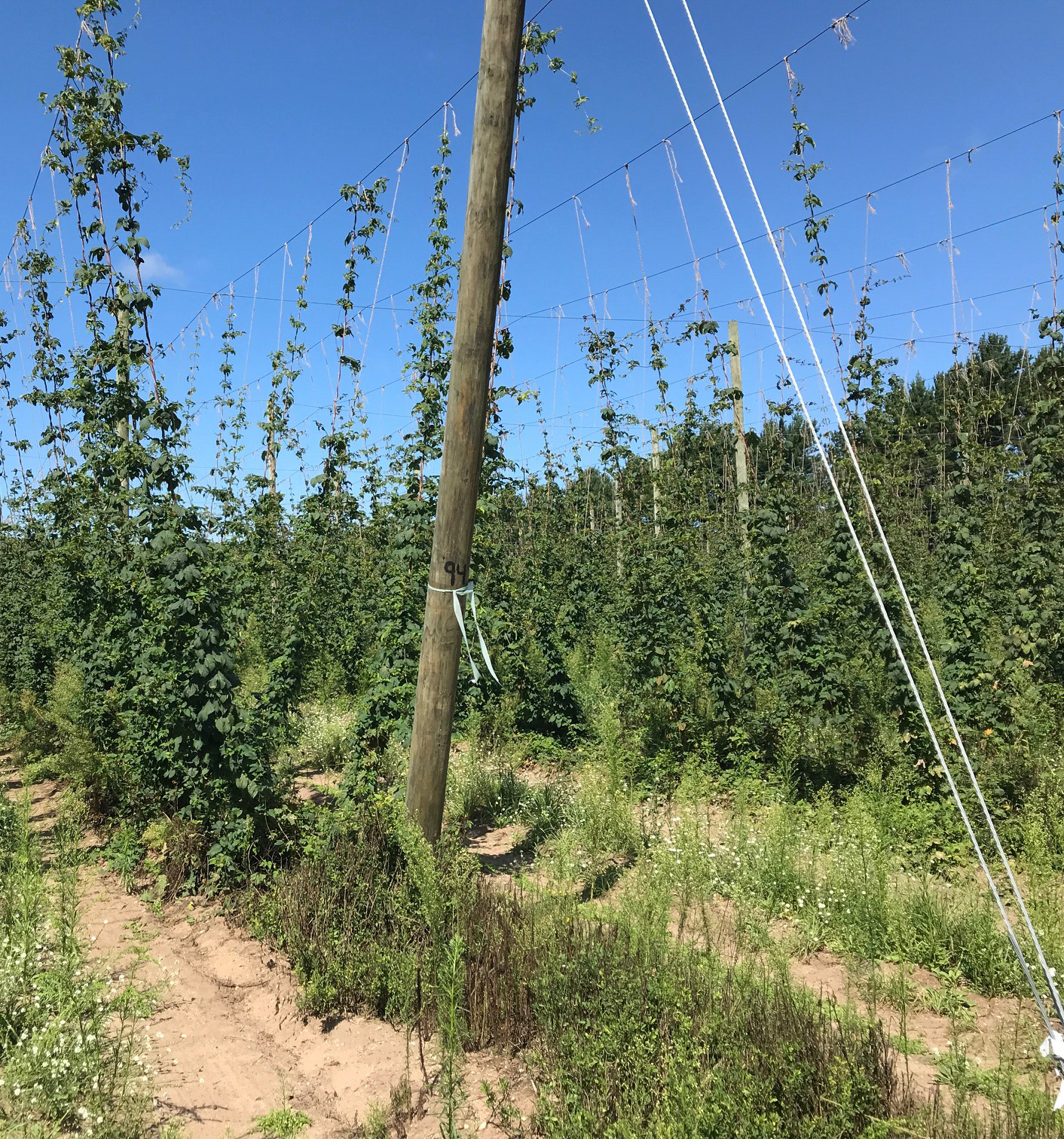 Stunted and weak bine growth.